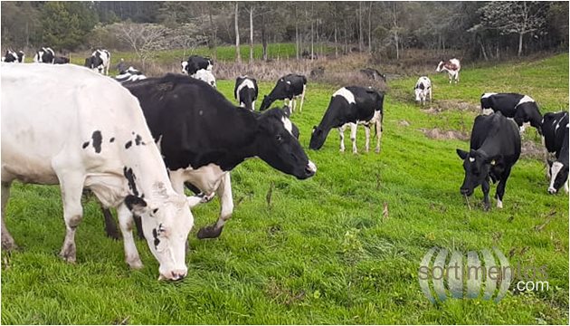 Gadolando - Criadores de Gado Holandês - Foto Marcos Tang - Sortimentos.com Agropecuária