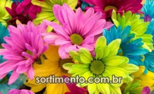 Sortimento Temporada Verão - Flores - Margaridas