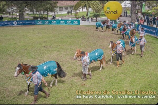 Passaporte do Cavalo Crioulo vai selecionar exemplares na Expofeira de Pelotas