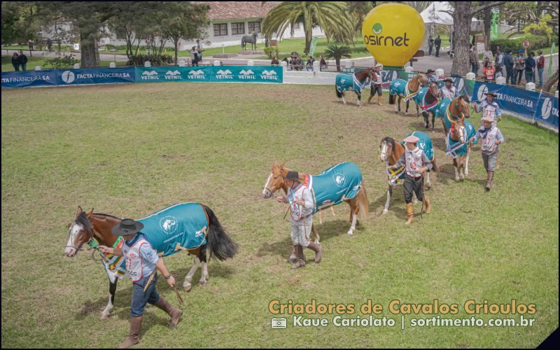 Passaporte do Cavalo Crioulo vai selecionar exemplares na Expofeira de Pelotas