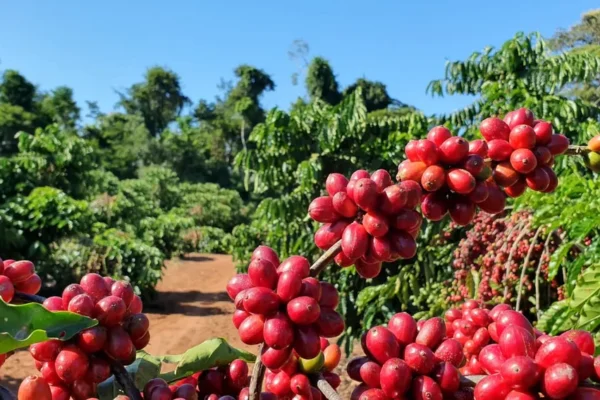 Preço da saca de café aumenta, nesta quarta-feira (26)