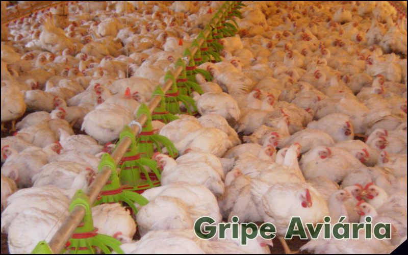 Gripe aviária no Brasil - Sortimento notícias da Avicultura
