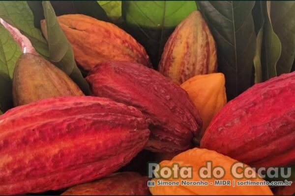 Dia do Chocolate : Rota do Cacau fortalece produção sustentável no Brasil Polos da Rota do Cacau - Sortimento Noticias Agropecuária