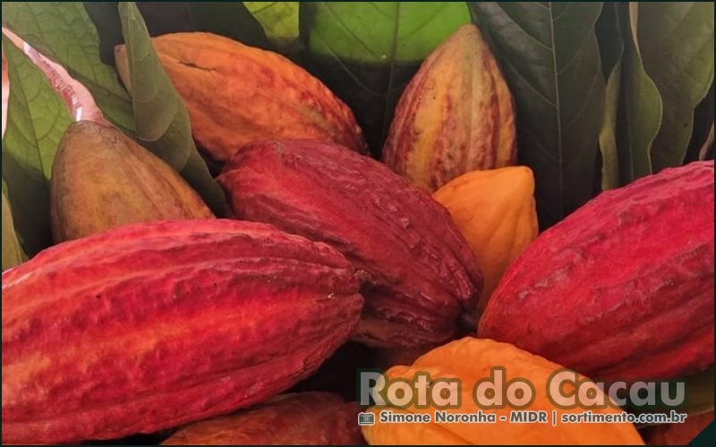 Polos da Rota do Cacau - Sortimento Noticias Agropecuária
