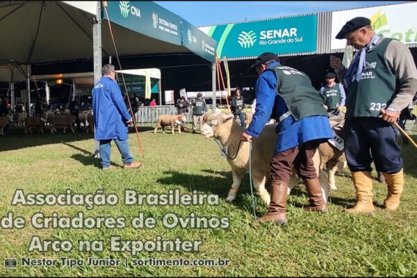 Expointer, feira agropecuária em Esteio : Associação Brasileira de Criadores de Ovinos (Arco) terá exposição de 15 raças e quase mil animais Arco na Expointer - Criadores de Ovinos - Sortimento Feira Agropecuária
