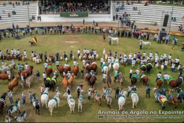 Animais de argola na Expointer 2025, feira agropecuária - sortimento.com.br