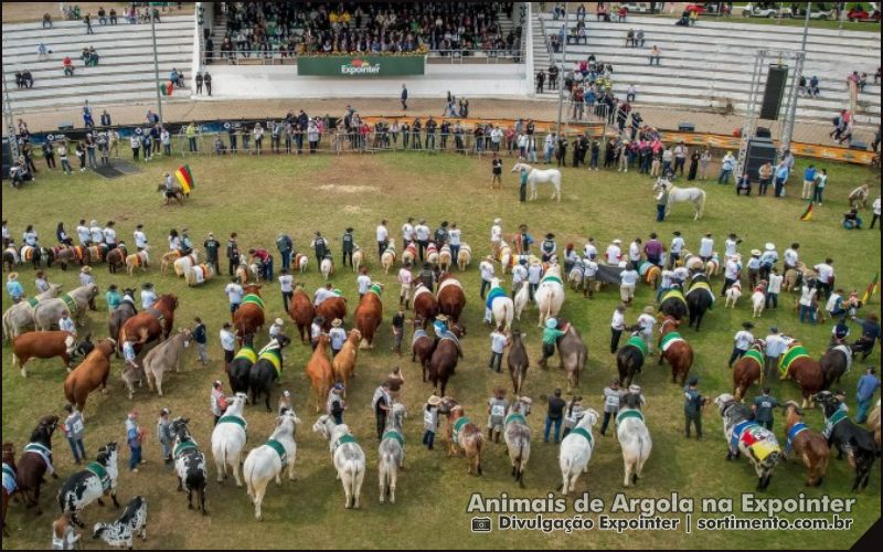 Animais de argola na Expointer 2025, feira agropecuária - sortimento.com.br