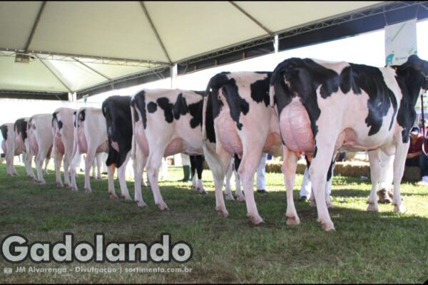 Feira Expointer 2025 : programação Gadolando na feira agropecuária