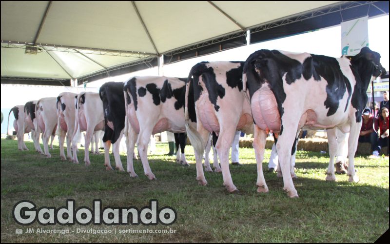 Feira Expointer 2025 : programação Gadolando na feira agropecuária