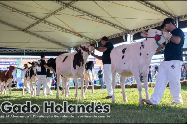 Feira Expointer 2025 : Raça Holandesa contabiliza 44% de aumento nos inscritos Feira Expointer 2025 : Raça Holandesa contabiliza 44% de aumento nos inscritos
