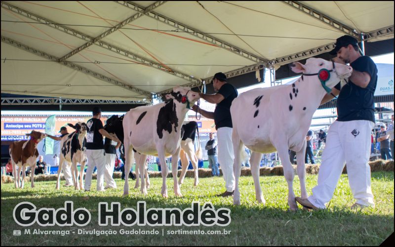 Feira Expointer 2025 : Raça Holandesa contabiliza 44% de aumento nos inscritos