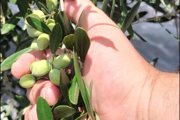 Casa do Ibraoliva na Expointer 2025 – feira agropecuária em Esteio vai reforçar a relação direta entre produtores e consumidores de azeites extravirgens Instituto Brasileiro de Olivicultura Ibraoliva - sortimento.com.br