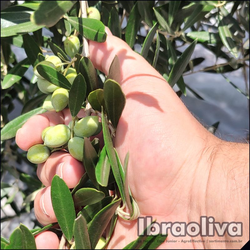 Instituto Brasileiro de Olivicultura Ibraoliva - sortimento.com.br