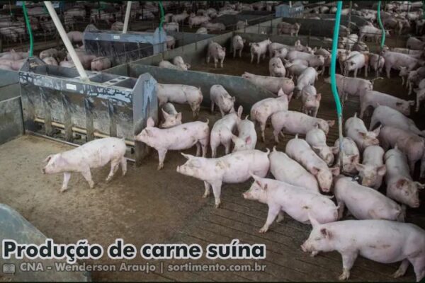 Produção de carne suína - Sortimento Agropecuária - sortimento.com.br