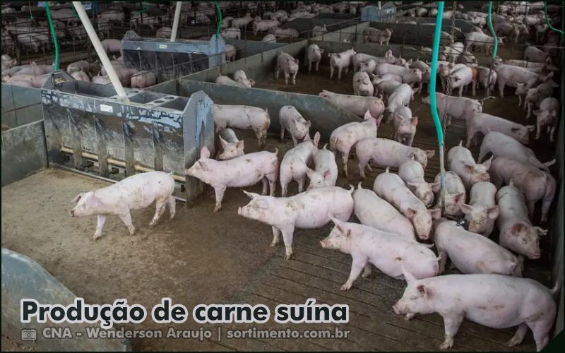 Produção de carne suína - Sortimento Agropecuária - sortimento.com.br