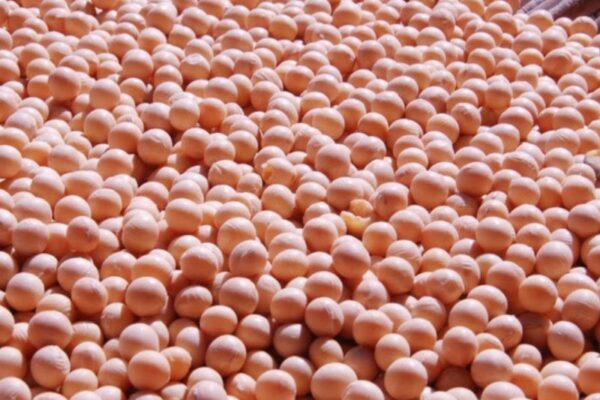 La Niña pode reduzir chuvas no Sul e exigir atenção dos sojicultores